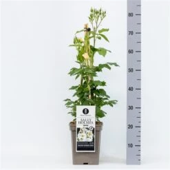 Roos (Rosa 'Sally Holmes') -Groene Boom Winkel rosasallyholmes04