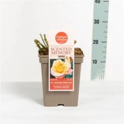 Roos (Rosa 'Scented Memory') -Groene Boom Winkel rosascentedmemory03