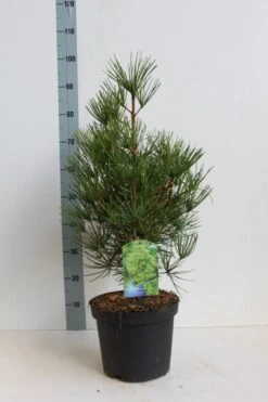 Japanse Parasolden (Sciadopitys Verticilata) -Groene Boom Winkel sciadopitys verticilata 50 60 cm co. 7.5l kopie