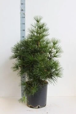 Japanse Parasolden (Sciadopitys Verticilata) -Groene Boom Winkel sciadopitys verticilata 60 80 cm co. 18l. kopie