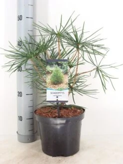 Japanse Parasolden (Sciadopitys Verticilata) -Groene Boom Winkel sciadopitys verticillata c3 m