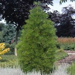 Japanse Parasolden (Sciadopitys Verticilata) -Groene Boom Winkel scvertic 7
