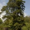 Kustmammoetboom (Sequoia Sempervirens) -Groene Boom Winkel sequoia sempervirens