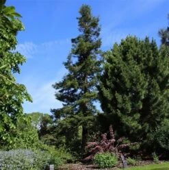 Kustmammoetboom (Sequoia Sempervirens) -Groene Boom Winkel sequoia sempervirens 1