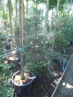 Kustmammoetboom (Sequoia Sempervirens) -Groene Boom Winkel sequoia sempervirens 125 150 c20