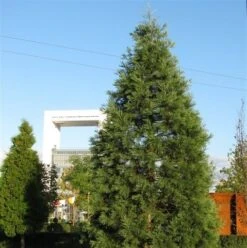 Kustmammoetboom (Sequoia Sempervirens) -Groene Boom Winkel sequoiadendron giganteum