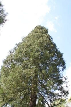 Mammoetboom (Sequoiadendron Giganteum) 27 Mammoetboom (Sequoiadendron Giganteum) -Groene Boom Winkel sequoiadendron giganteum 1