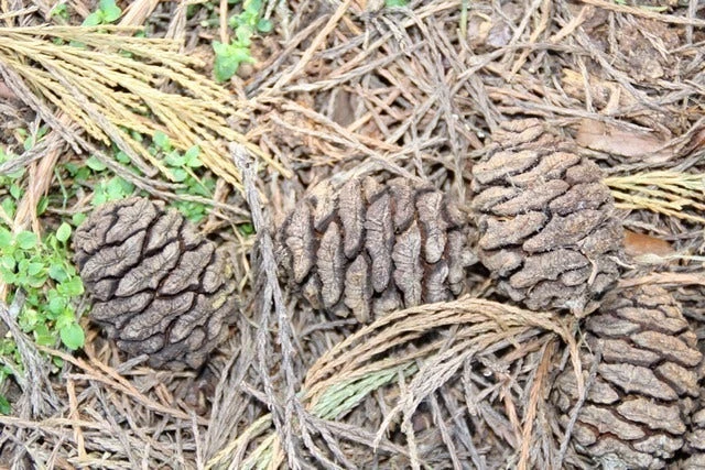 Mammoetboom (Sequoiadendron Giganteum) 14 Mammoetboom (Sequoiadendron Giganteum) - Afbeelding 14