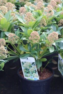 Skimmia (Skimmia Japonica 'Fragrant Cloud') -Groene Boom Winkel skimmia japonica fragant cloud 1