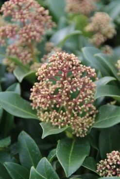 Skimmia (Skimmia Japonica 'Fragrant Cloud') -Groene Boom Winkel skimmia japonica fragant cloud 2