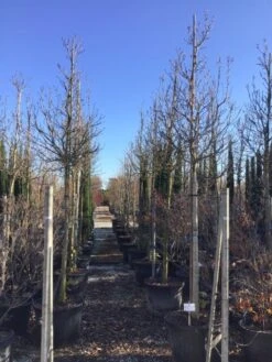 Magnolia Als Boom (Magnolia 'Susan') 4 Magnolia Als Boom (Magnolia 'Susan') -Groene Boom Winkel susanalsboom16 18