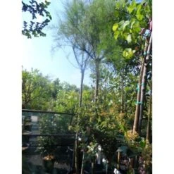 Tamarisk Als Boom (Tamarix Gallica) -Groene Boom Winkel tamarisk tamarix gallica 32085999 ccb