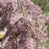 Tamarisk Als Boom (Tamarix Gallica) -Groene Boom Winkel tamarix gallica
