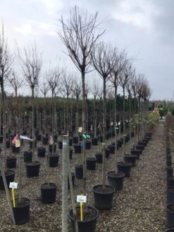 Tamarisk Als Boom (Tamarix Gallica) -Groene Boom Winkel tamarixgallica01