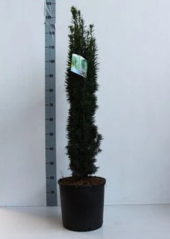 Zuiltaxus (Taxus Baccata 'Fastigiata Robusta') 14 Zuiltaxus (Taxus Baccata 'Fastigiata Robusta') -Groene Boom Winkel taxus b fastigiata robusta 80 100 cm co. 12l kopie