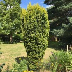 Gele Venijnboom (Taxus Baccata 'David') -Groene Boom Winkel taxus baccata david