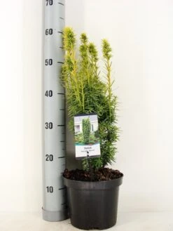 Gele Venijnboom (Taxus Baccata 'David') -Groene Boom Winkel taxus baccata david winter c3 m
