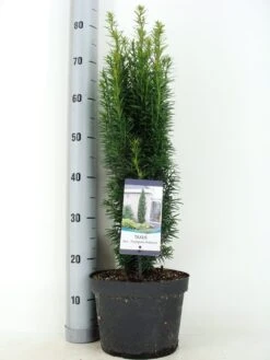 Zuiltaxus (Taxus Baccata 'Fastigiata Robusta') 17 Zuiltaxus (Taxus Baccata 'Fastigiata Robusta') -Groene Boom Winkel taxus baccata fastigiata robusta zomer c5 m