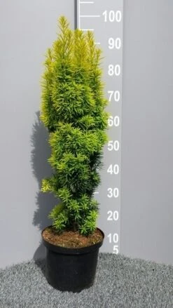 Gele Venijnboom (Taxus Baccata 'David') -Groene Boom Winkel taxusdavid01