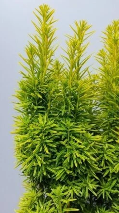 Gele Venijnboom (Taxus Baccata 'David') -Groene Boom Winkel taxusdavid02