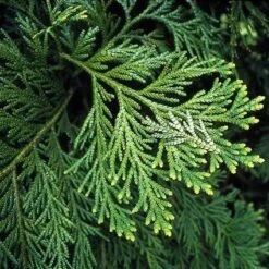 Thujopsis (Thujopsis Dolabrata)