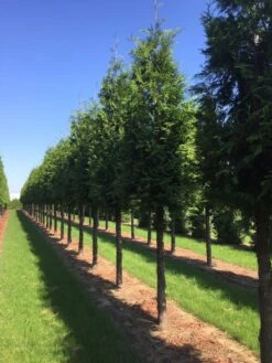 Haagconifeer Op Stam (Thuja Plicata 'Excelsa') -Groene Boom Winkel thuja 30 40