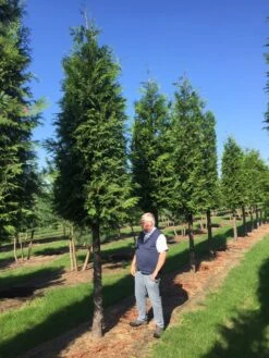 Haagconifeer Op Stam (Thuja Plicata 'Excelsa') -Groene Boom Winkel thuja 3035 2