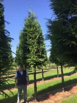 Haagconifeer Op Stam (Thuja Plicata 'Excelsa') -Groene Boom Winkel thuja 3540