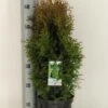 Levensboom (Thuja Occidentalis 'Holmstrup')