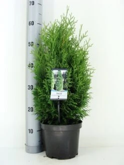 Levensboom (Thuja Occidentalis 'Holmstrup') -Groene Boom Winkel thuja occidentalis holmstrup zomer c3 m