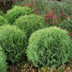 Levensboom (Thuja Occidentalis 'Little Giant') -Groene Boom Winkel thuja occidentalis little giant