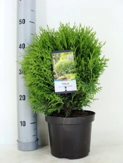 Levensboom (Thuja Occidentalis 'Little Giant') -Groene Boom Winkel thuja occidentalis little giant zomer c3 m