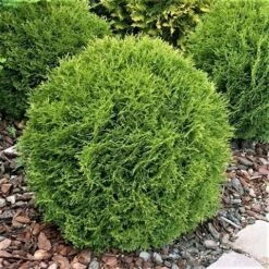 Thuja (Thuja Occidentalis 'Tiny Tim') -Groene Boom Winkel thuja occidentalis tiny tim