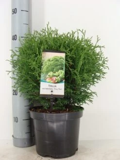 Thuja (Thuja Occidentalis 'Tiny Tim') -Groene Boom Winkel thuja occidentalis tiny tim zomer c3