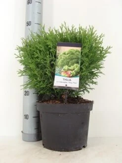 Thuja (Thuja Occidentalis 'Tiny Tim') -Groene Boom Winkel thuja occidentalis tiny tim zomer c5 m