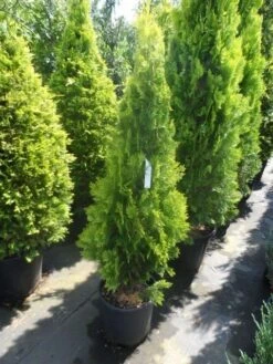 Levensboom (Thuja Orientalis 'Pyramidalis Aurea') 7 Levensboom (Thuja Orientalis 'Pyramidalis Aurea') -Groene Boom Winkel thuja platycladus orientalis pyramidalis aurea 125 150