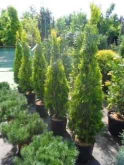 Levensboom (Thuja Orientalis 'Pyramidalis Aurea') 9 Levensboom (Thuja Orientalis 'Pyramidalis Aurea') -Groene Boom Winkel thuja platycladus orientalis pyramidalis aurea 150 175