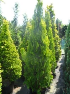 Levensboom (Thuja Orientalis 'Pyramidalis Aurea') 8 Levensboom (Thuja Orientalis 'Pyramidalis Aurea') -Groene Boom Winkel thuja platycladus orientalis pyramidalis aurea 175 200 250