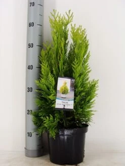 Levensboom (Thuja Plicata '4ever Goldy') -Groene Boom Winkel thuja plicata 4 ever goldy zomer c3 m 1