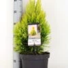 Levensboom (Thuja Plicata '4ever Goldy') -Groene Boom Winkel thuja plicata 4ever goldy c5 m