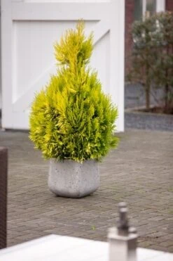 Levensboom (Thuja Plicata '4ever Goldy') -Groene Boom Winkel thuja plicata 4ever goldy pbr