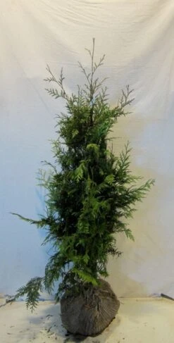 Reuzenlevensboom (Thuja Plicata 'Excelsa') -Groene Boom Winkel thujapexcelsa100 125
