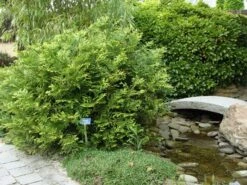 Thujopsis (Thujopsis Dolabrata) -Groene Boom Winkel thujopsis dolabrata
