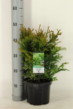 Thujopsis (Thujopsis Dolabrata) -Groene Boom Winkel thujopsis dolobrata winter c3 m