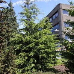 Westelijke Hemlockspar (Tsuga Heterophylla) -Groene Boom Winkel tsuga heterophylla