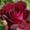 Trosroos (Rosa 'Burgundy Ice') -Groene Boom Winkel vaem00641