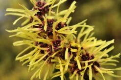 Toverhazelaar (Hamamelis Mollis) -Groene Boom Winkel vaem02437
