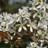 Krentenboom (Amelanchier Arborea 'Robin Hill') -Groene Boom Winkel vaem02643