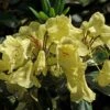 Rhododendron (Rhododendron 'Goldinetta') -Groene Boom Winkel vaem03020