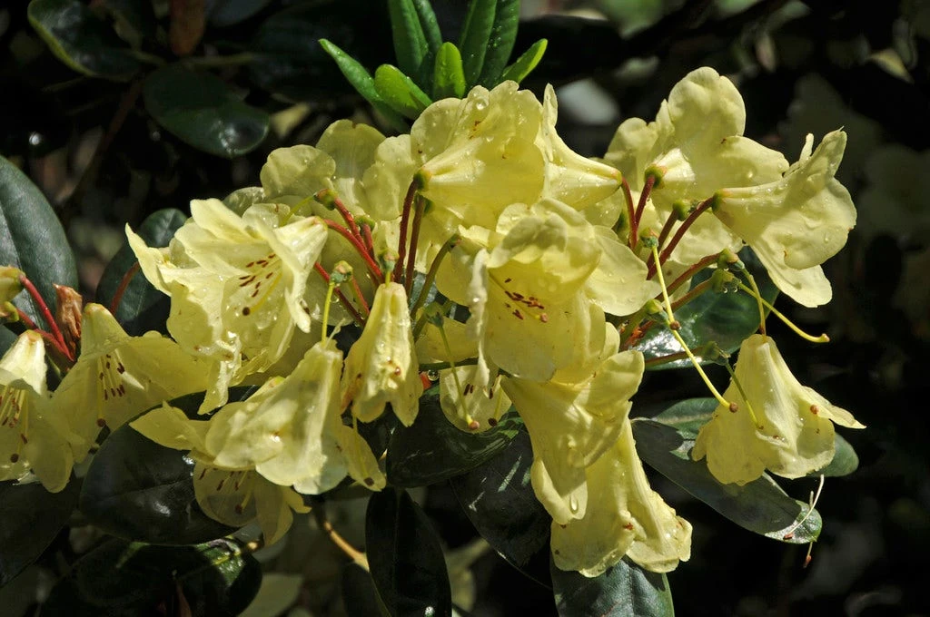 Rhododendron (Rhododendron 'Goldinetta') 1 Rhododendron (Rhododendron 'Goldinetta')